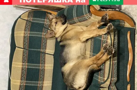 Собака-бельгиец найдена в Самаре.
