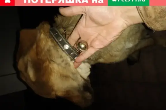 Собака Рыж с бубенчиком в Хабаровске