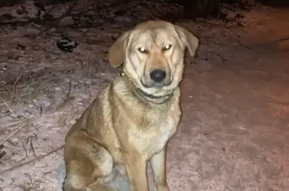 Собака Пса найдена в Хабаровске.