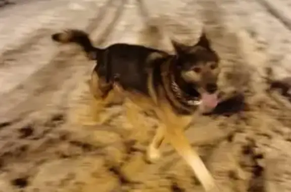 Найдена собака в Сабурово, Красногорск