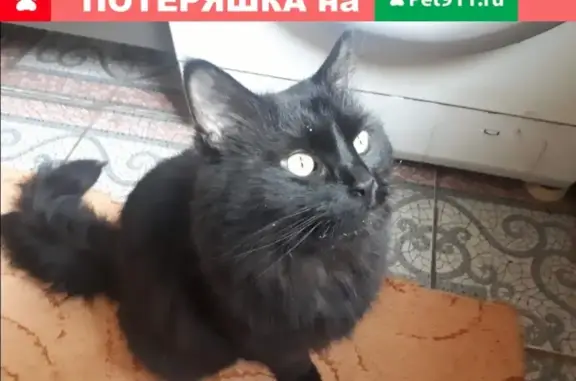 Пропала пушистая кошка в Ивановском районе Москвы