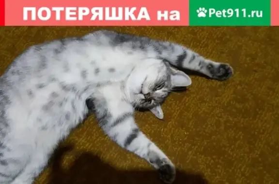 Пропала кошка Анфиса в Волгограде