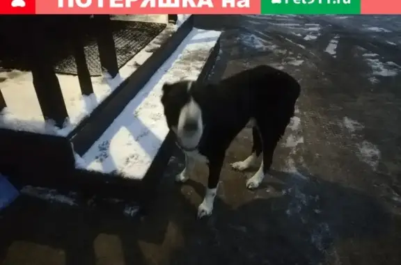 Собака с ошейником найдена в Истре, микрорайон Полево.