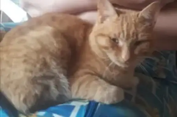 Пропала кошка Кот в селе Первомайский, Удмуртская Республика