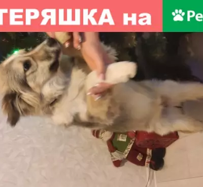 Найдена собака на ул. Кипарисовая 3, Калининград