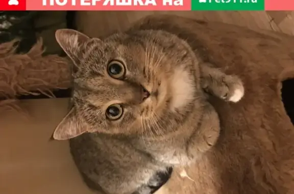 Найдена кошка в СНТ Рассвет-1, Пушкино