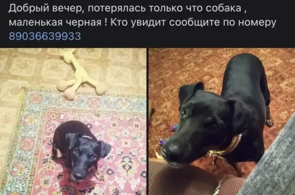 Пропала собака в Жегалово, вознаграждение гарантировано!