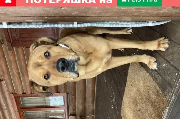 Собака найдена в СНТ Журналист, ищет дом.