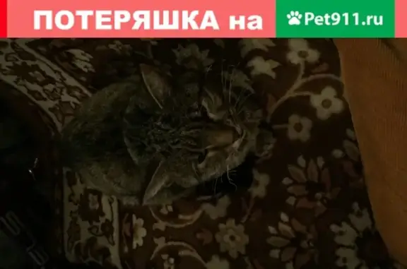 Худая кошка с ошейником найдена в Рассудово Москва