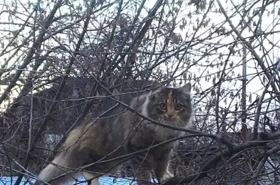 Пропала кошка в Калининграде, ул. Раменская и Муромская