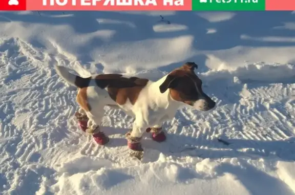 Пропала собака Мокки в Омске