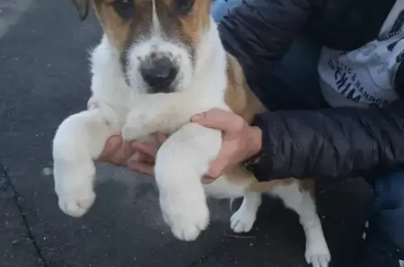 Собака найдена в Широкой Балке, ищем хозяев в Новороссийске