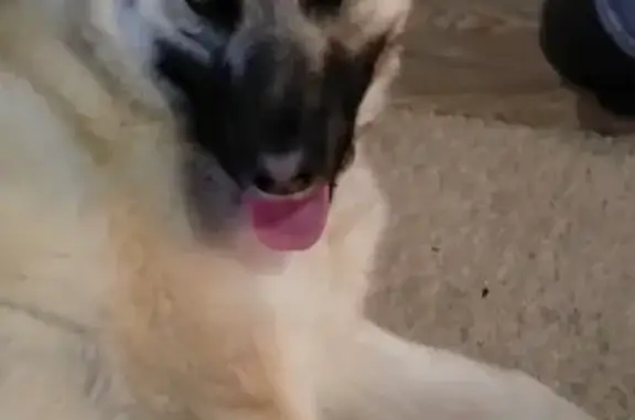 Собака Кабель найдена возле телецентра в Уфе.