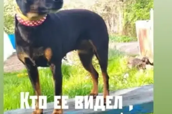 Пропала собака Дарина в Щелково.