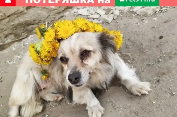 Пропала собака в с. Алексеевка, вознаграждение.