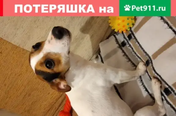 Собака найдена в Гальяново, Мытищи.