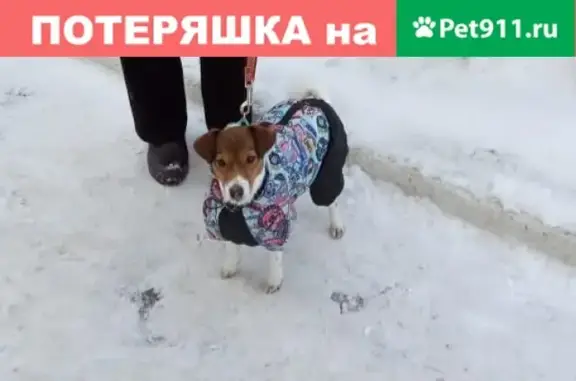 Пропала собака Джесси в Томске.