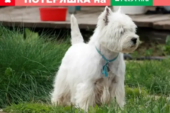 Пропала собака Вестус в Марфино, Молочное, Майский, Вологда.