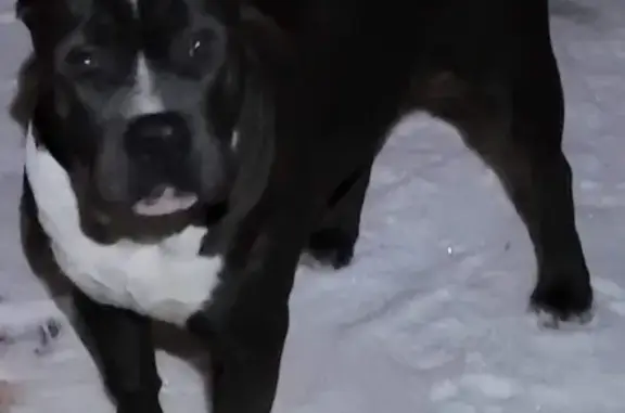 Собаки потеряшки, , фото: Потеряшка собака Джем, вознаграждение гарантирую! Поселок Карасьеозерский 2.