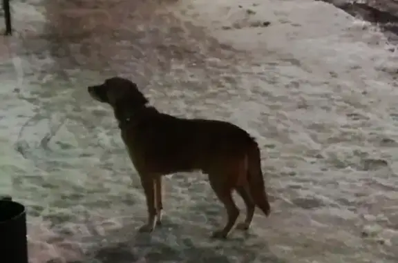 Найдена потерявшаяся собака на остановке Проспект победы (Тверь)