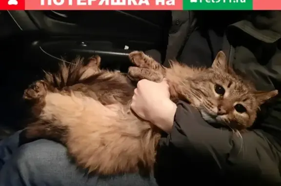 Найдена кошка у ДК Октябрь в Дубне.