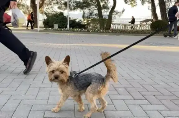 Найдена собака на Херсонской в Геленджике