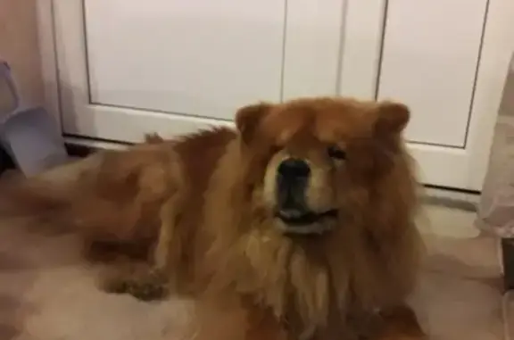 Найдена собака, Санкт-Петербург, фото: Найдена собака в лесу у поселка Пески, на Крутом берегу СПб