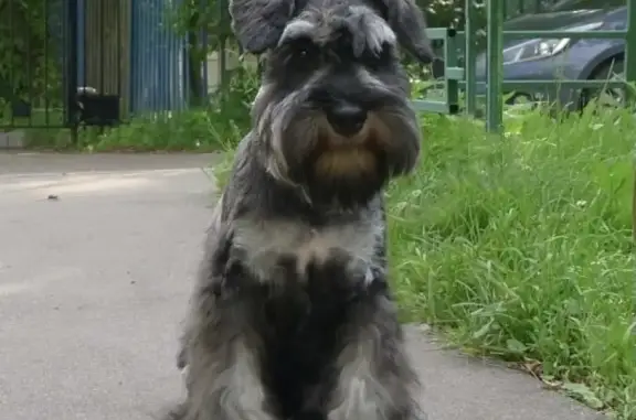 Пропала собака Цвергшнауцер в Омске, видели у кристалла в направлении советского парка