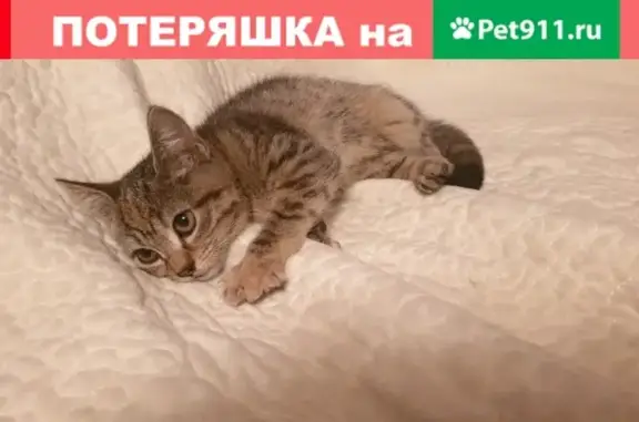 Найдена кошка на перекрестке Шевченко и Красноармейской, Анапа
