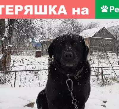 Пропала собака Буран в Казани