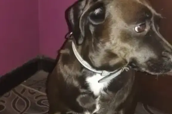 Найдена домашняя собака в Калининграде