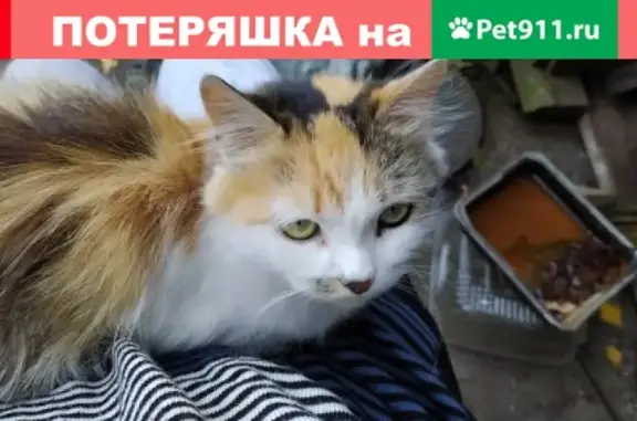 Пропала кошка Кошечка на ул. Короленко, Барнаул