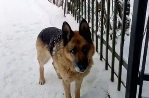 Найдена собака возле платформы Берёзки Дачные в Солнечногорске