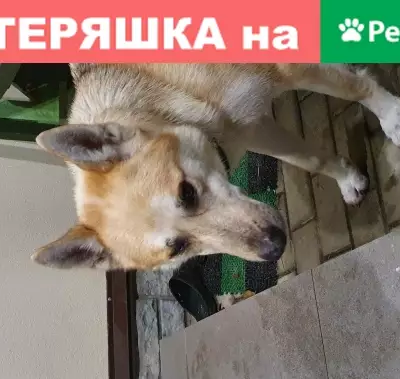 Найдена собака на Новорижском шоссе, Тверь