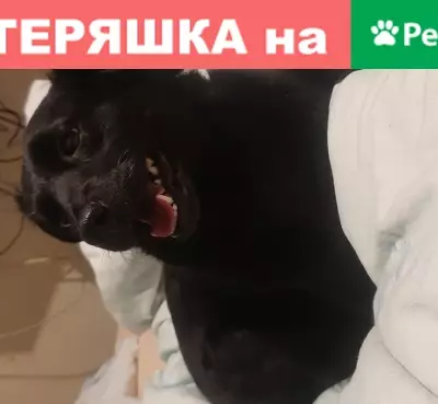 Найдена домашняя собака в Екатеринбурге