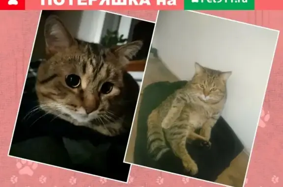 Пропал кот Барсик в Новом городе на ул. Бари Тарханова!