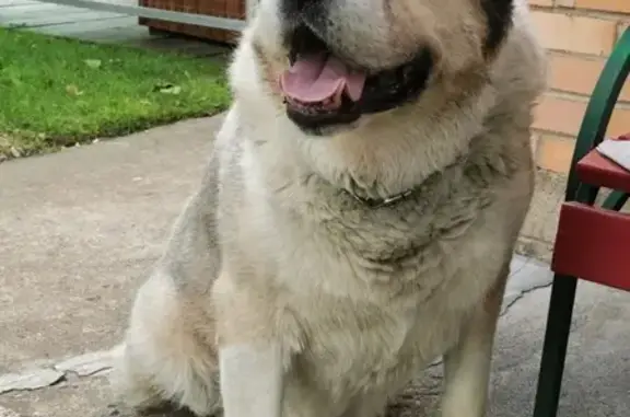 Пропала собака Яна в Клине, Московская область