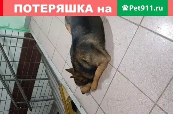 Найдена собака у подъезда в Новокосино