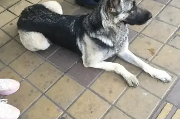 Собака найдена в Сочи, на остановке Плеханова Мамайка.