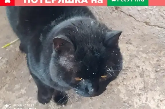 Найден крупный британский кот в Ростоши-1, Оренбург.