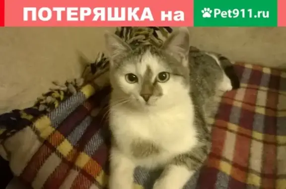 Пропала кошка Кот в Альметьевске