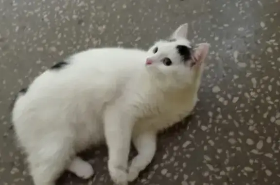 Безхвостая кошка найдена в Чебоксарах