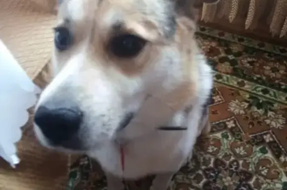 Пропала собака Джоник без хвоста в Раменском