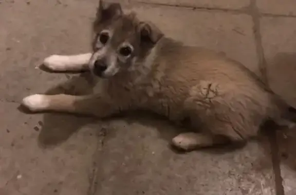 Найдена собака в Казани, ищем хозяев