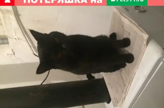 Найден черный кот в Новой Усмани
