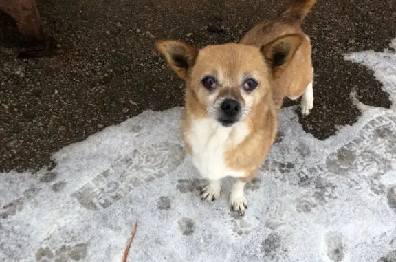 Собака найдена в д. Тростье, метис чихуахуа.