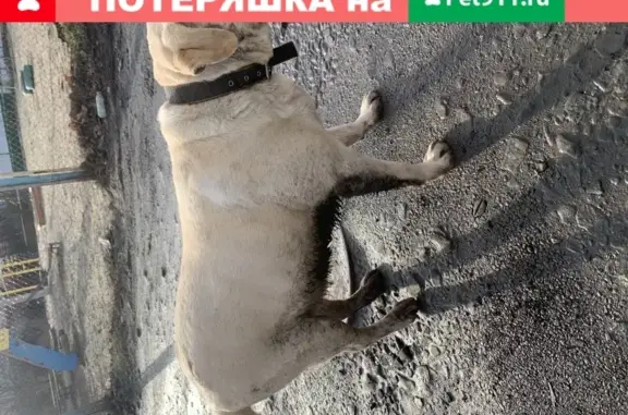 Собака найдена на пер. Жилой/ул. Ракитная, Ростов-на-Дону