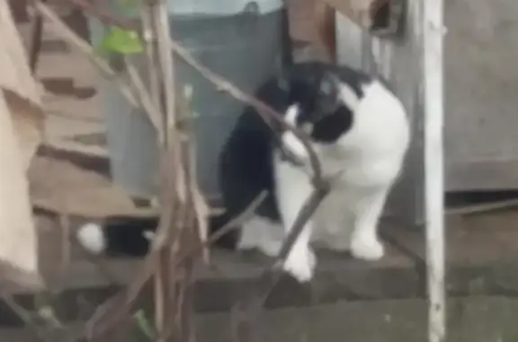 Кошки потеряшки, Ульяновск, фото: Потеряшка кошка в Ульяновске с белым кончиком хвоста