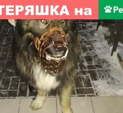 Найдена собака Мальчик в Ульяновске