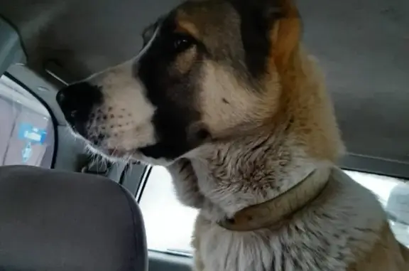 Пропала собака Джек в Кемерово